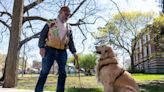 Meet Raymond, the familiar golden retriever who frequents MSU's campus - The State News