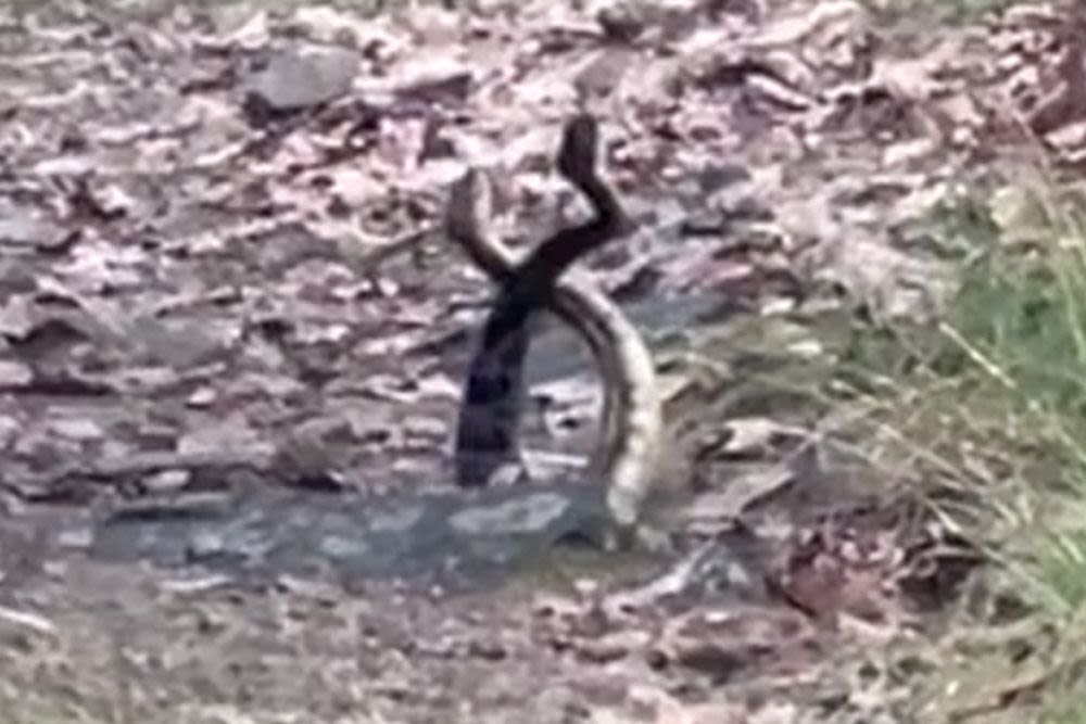 Mass. Teachers 'Surprised' by 2 Intertwined Rattlesnakes Fighting in the Middle of Hiking Path