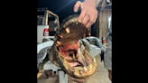 11-foot alligator was living with deer antler stuck in its mouth, SC hunters discover