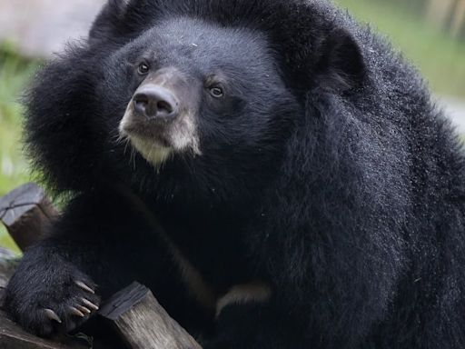 Japón difunde vídeo de un oso atacando a una furgoneta para concienciar a la población