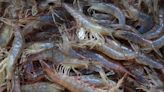 Shrimp lovers, rejoice! 2024 shrimp season opens in South Carolina