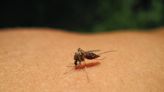 Detroit in the top 10 cities list for mosquitoes