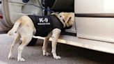 California K-9 Finds Meth in Dog Biscuit Boxes