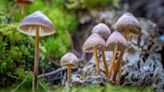 First-ever provision for psychedelic studies included in defense bill