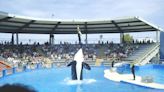 Beloved performing orca Lolita dies at Miami Seaquarium following illness