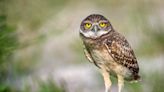 Early birds: Burrowing owl nesting season reaches its peak