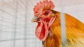 Investigation finds cockfighting ring in Albuquerque South Valley