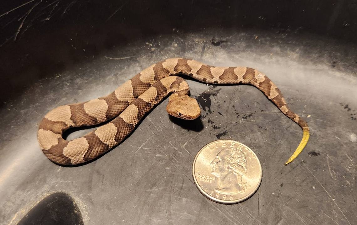 NC’s baby copperhead season is here, so you might see some more snakes. What to know