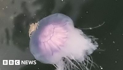 Crab hitches a ride on the back of a jellyfish