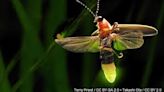 Are lightning bugs disappearing from night skies? Dimming prospects face some fireflies