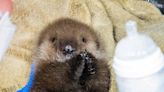 A 1-day-old sea otter was rescued after being attacked by killer whales that also killed her mom, video shows