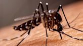 Revolución acuática contra el dengue: peces y camarones le dan batalla a los mosquitos