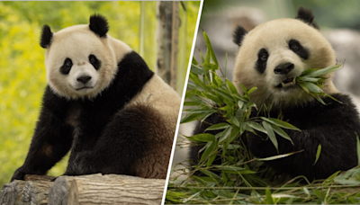 Pandas to return to DC's National Zoo