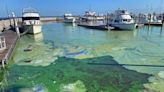Tras las tormentas Ian y Nicole expertos advierten de riesgos para la salud de las algas verdeazules