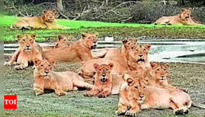 Tourism set to roar in Gujarat with lion-leopard safari in Kutch, Diu | Ahmedabad News - Times of India