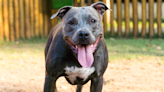 Dog Dad Offers Pittie Secret Treat Behind Mom’s Back and She Happily Agrees