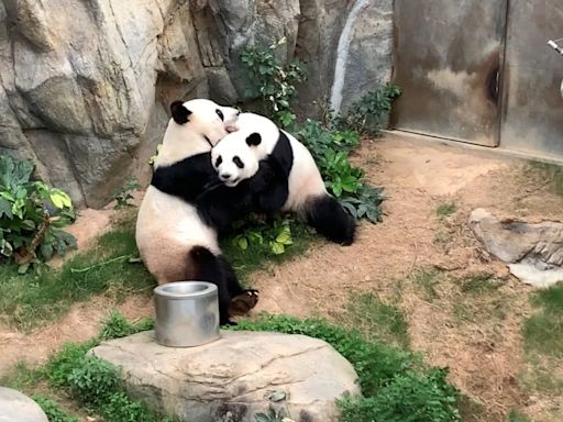 Beijing’s gift to Hong Kong, a pair of giant pandas, to arrive in September