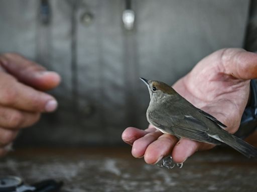 On remote Greek island, migratory birds offer climate clues