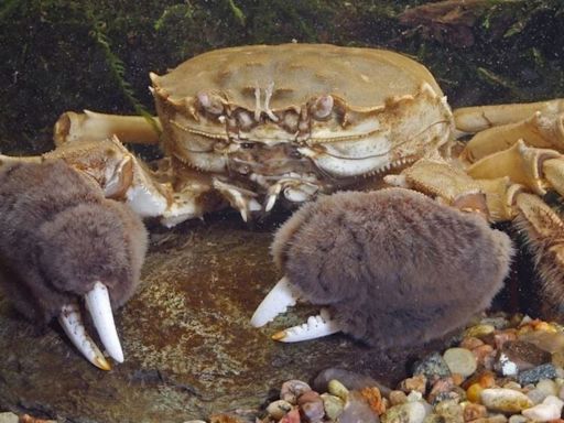 Monstrous Chinese crabs with furry claws are invading Britain