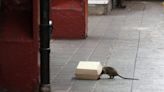 A rat exterminator who's helped successfully eliminate nearly 100% of rats in a section of NYC says people clap, cheer, and offer him free beer when he comes around