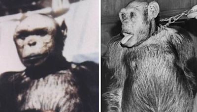 Unseen Pics Of Oliver, The 'Humanzee' Ape, Resurface On Internet - News18