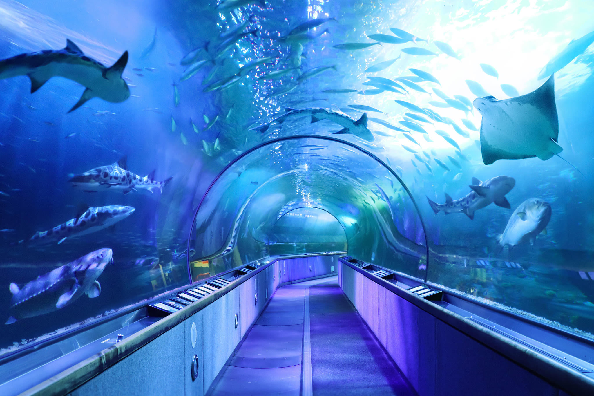 SF aquarium in upheaval as CEO exits amid accreditation loss