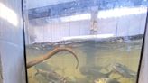 DEEP makes plea to stop ‘needless’ killing of sea lamprey