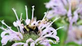 How bees see our world and discern good flowers and bad blooms