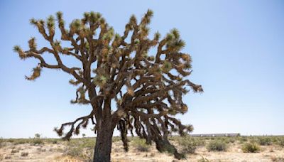 Solar project to destroy thousands of Joshua trees in the Mojave Desert