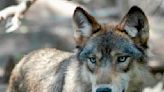 Opinion: Wolves are back in Colorado's wilderness. Here's why that's great for Earth