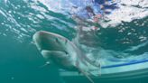 La disminución de ataques de tiburones puede deberse a que hay menos