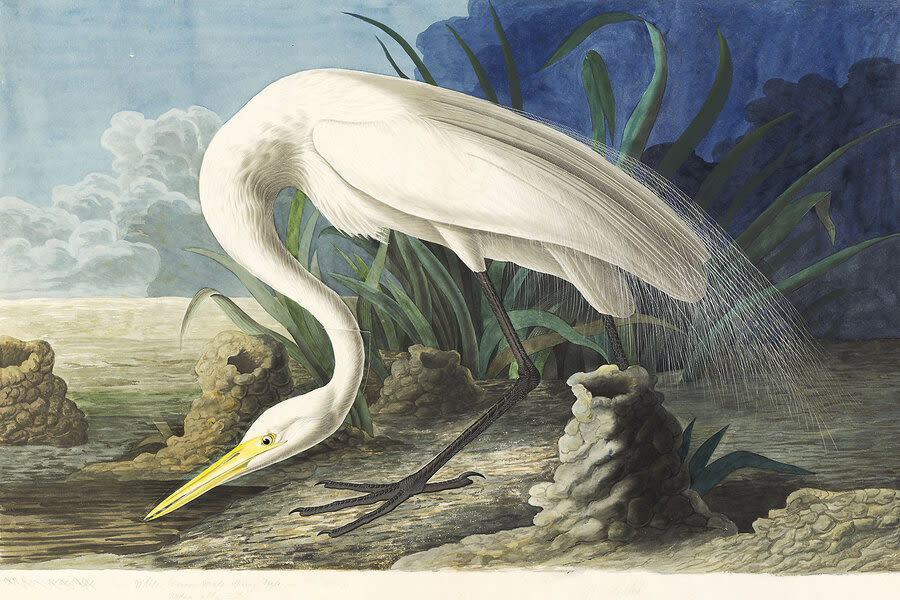Audubon’s exquisite bird paintings owe a debt to classical European art