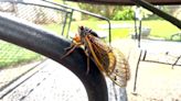 ‘Cicada-geddon’ leading to influx of customers at local car washes