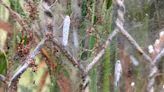 Moths wreak 'unprecedented' destruction on orchard
