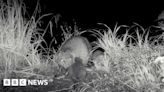 Longleat beaver kits spotted on estate for first time