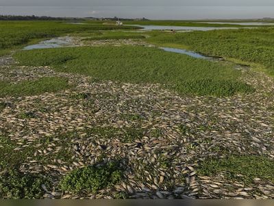 Brazil's Piracicaba River turns into a carpet of floating dead fish after alleged dumping of industrial waste - CNBC TV18