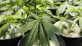 U.S. drug control agency will move to reclassify marijuana in a historic shift