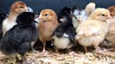 Looking to raise chickens in Kansas? Check out popular breeds to find the right fit