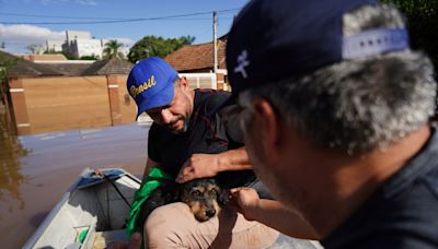 Makeshift shelter saves hundreds of dogs amid floods in southern Brazil