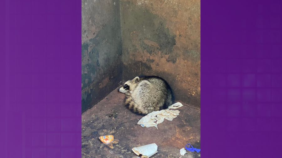 Stafford County deputies rescue raccoon trapped in elementary school dumpster