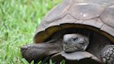 With gopher tortoise projections 'really harrowing', nonprofits sue over protections