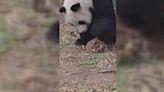 Adorable pandas win over fans with bamboo shoot digging video