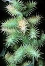 Xanthium