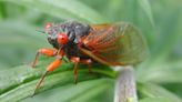 Swarms of screaming insects to invade the Midwest, South soon — including parts of KY