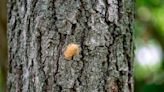 Township to spray for ‘serious forest pest’ this spring. What it means for residents