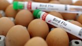 Bird flu test shows meat supply is safe, USDA says