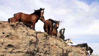 Letter: Thank you for supporting the wild horses at Theodore Roosevelt National Park