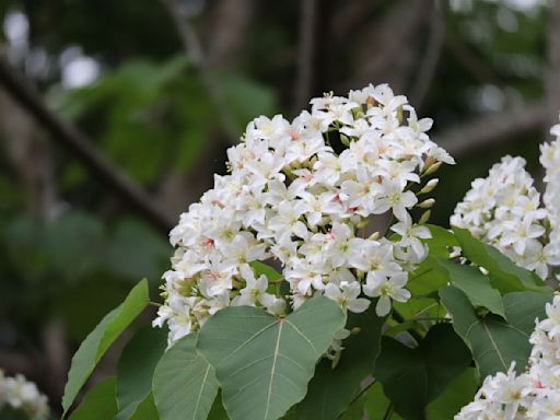 温昇豪也瘋狂桃園哪裡可賞5月雪 「一攻略」讓你免煩惱！