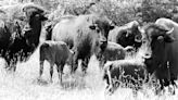 This day in history: Buffalo roam in Stormville