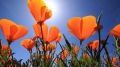 California superbloom emerges in stunning color following extremely wet winter